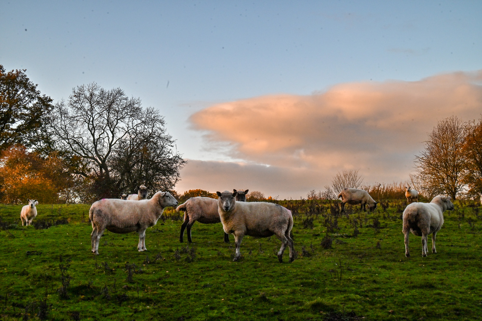 Shot with Nikon 35-70 f/3.3-4.5