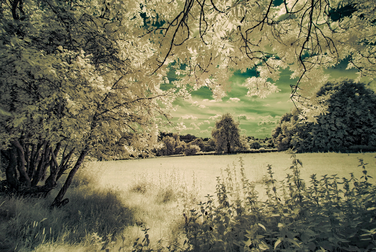 Infrared image